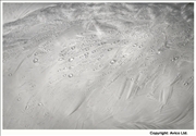 48. Purity - Water on feathers